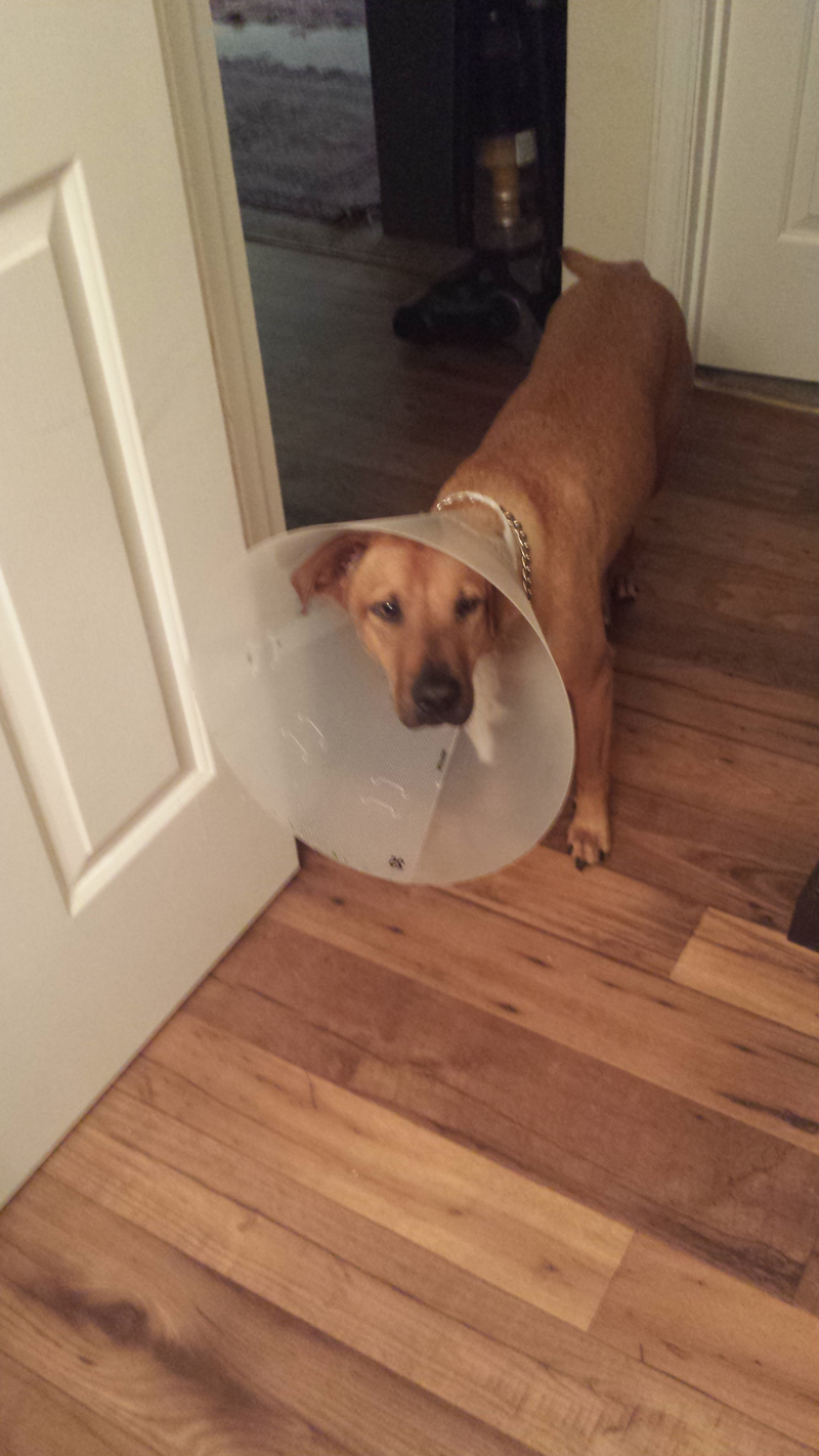 Illustration for article titled Pet Embarrassment (Obligatory Cone Photo)